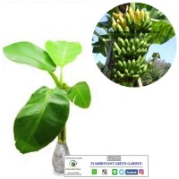Bibit Pohon Pisang Cavendish Banyak Khasiat Harga PROMO Paket 10 bibit