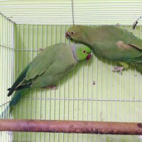 Jual Indian Ringneck Murah Harga Terbaru 2020 Tokopedia