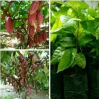 Bibit Tanaman Kakao Coklat Hibrida Unggul