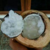 Grosir Bibit Kelapa Kopyor Genjah Unggul