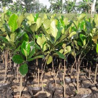 Termurah 3 Bibit Buah Nangka Mini Sayur Super Genjah Termurah
