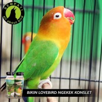 F1 SERIES KONSLET PAKAN LOMBA BURUNG LOVEBIRD