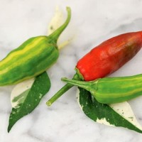 Bibit / Benih / Seed Cabe Unik Fish Pepper Chili