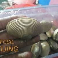 Terlaris FOSIL KIJING FOSIL BIA FOSIL KERANG FOSIL REMIS FOSIL