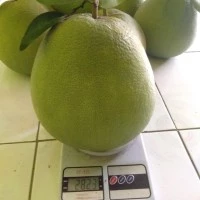 JERUK BALI TANGKAI