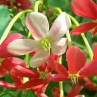 bibit bunga melati belanda