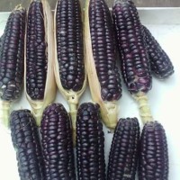 Benih-Bibit Jagung Hitam - Mix Garden