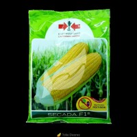 Benih jagung Manis - Secada F1 (200 gr)