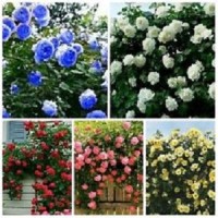 JUAL Benih Bunga Mawar Rambat Campur Warna / Climbing Mix Rose Import
