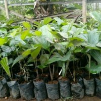 Bibit Pohon Aren - Gratis Akar Aren 50 Gram