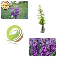 JUAL BIBIT BUNGA FALSE LAVENDER ANGELONIA MURAH