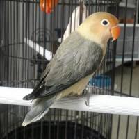 Burung lovebird Pb ewing umur 4 bulan