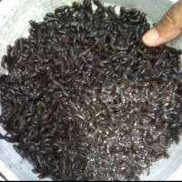 Bibit Ikan Lele Sangkuriang Berkualitas Berbagai Ukuran JaBoDeTaBek