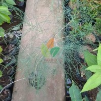 Bibit Pohon Cemara Laut