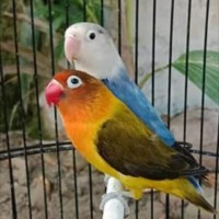 burung lovebird sepasang euwing green/blue (j) x pied d blue (betina)