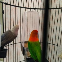 burung lovebird sepasang bio poss blue (j) x euwing vio/pb (b)
