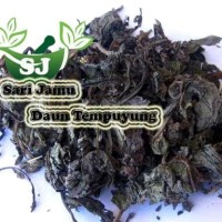 Harga jamu herbal tradisional daun tempuyung 500 gr untuk batu | Pembandingharga.com Harga jamu herbal tradisional daun tempuyung 500 gr untuk batu | Pembandingharga.com