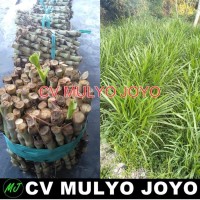 Benih Bibit Rumput Odot Kemasan 5 Kg