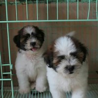 Jual Jual Anjing Mini Shitzu Kab Gresik Ciby Dog Shop Tokopedia