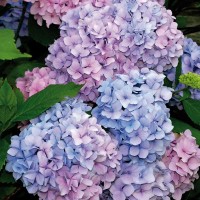 Jual Benih BIji Bunga Hydrangea Hortensia Kembang Bokor