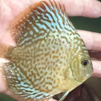 ikan discus leopard 2,75in