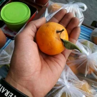 Bibit Jeruk Santang Madu