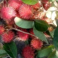 Bibit Rambutan Binjai