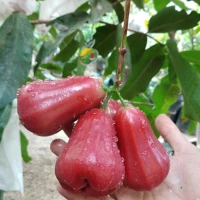 Bibit Jambu Air Citra