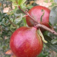 Bibit Delima Merah