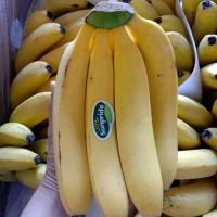 Bibit Pisang Gavendis