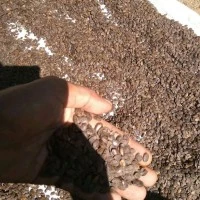 Biji Kaliandra Merah 1KG