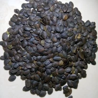 Biji Kaliandra Merah 500GR