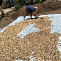 Biji Jati Super Solomon 1KG