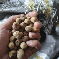 Biji Jati Super Solomon 500GR