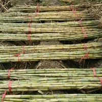 Bibit Tebu Ijo 62 Super Manis