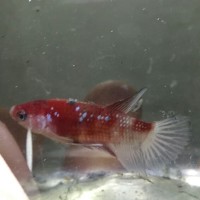 ikan cupang nemo