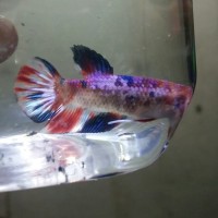 ikan cupang multi colour