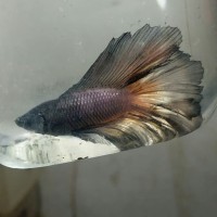 ikan cupang double tail