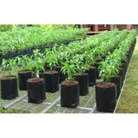Polybag 15/7,5cm x 20 cm x 0.03 mm