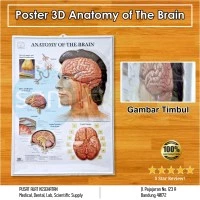 Poster 3D Anatomy of The Brain BS 105RR