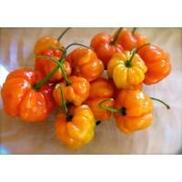 Jual Benih Bibit Biji Cabai Aji Dulce Chato Chili Pepper 