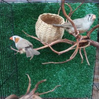 Jual Zebra Finch Di Jakarta Utara Harga Terbaru 2019 Tokopedia