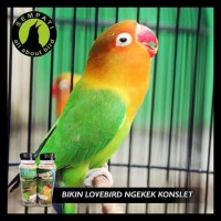 Jual Pakan Konslet Lovebird Di Jawa Timur Harga Terbaru 2019