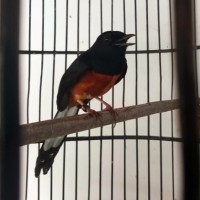 Jual Murai Batu Medan Murah Harga Terbaru 2020 Tokopedia