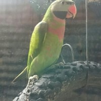 Jual Betet Jawa Murah Harga Terbaru 2020 Tokopedia