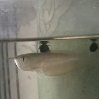 Katalog Anakan Ikan Arwana Katalog.or.id Katalog Anakan Ikan Arwana Katalog.or.id