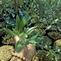 bibit pohon zaitun nevadilo blanco murah