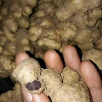 bibit kunyit hitam murah