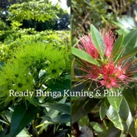 bibit bunga Xanthostemon