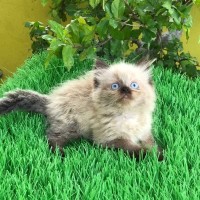 Katalog Kucing Himalaya Katalog.or.id Katalog Kucing Himalaya Katalog.or.id